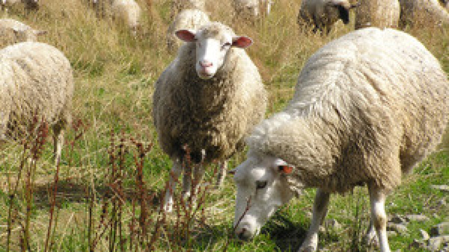 Zlatne kapi kiše za 20.000 ovaca