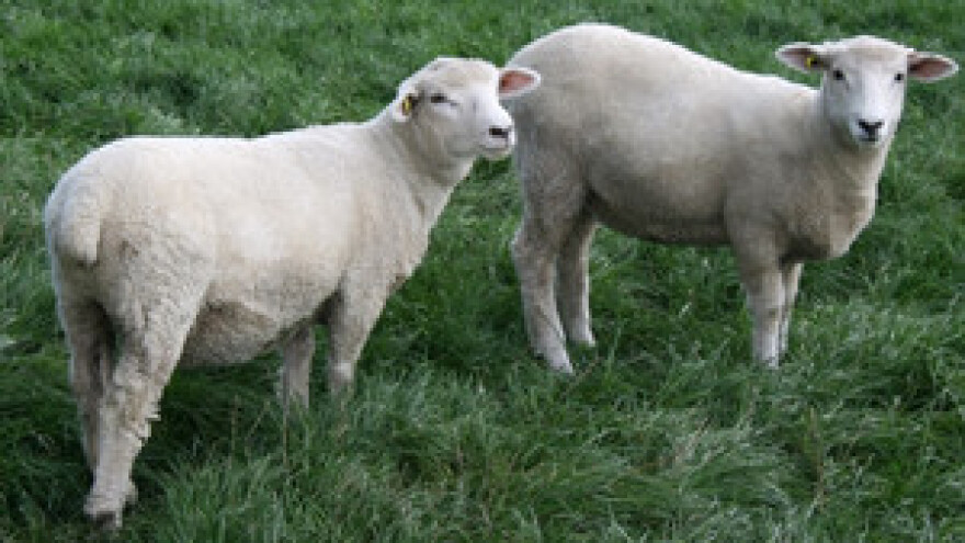 Magistra prava uživa u uzgoju 300 ovaca