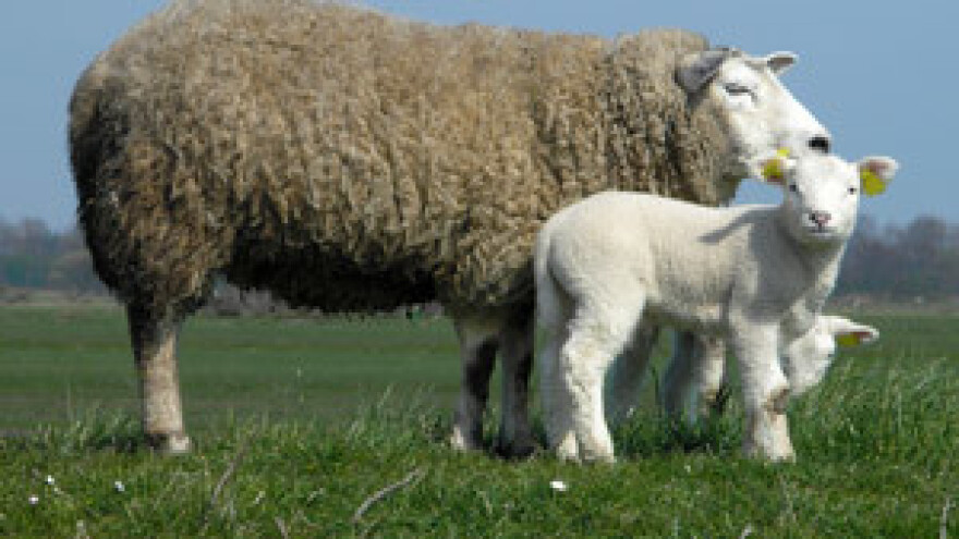 Prva paška janjad već posisala kolostrum
