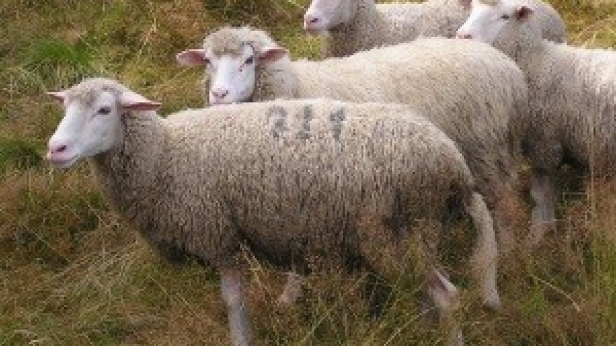 Strukovno obučavanje za stočara