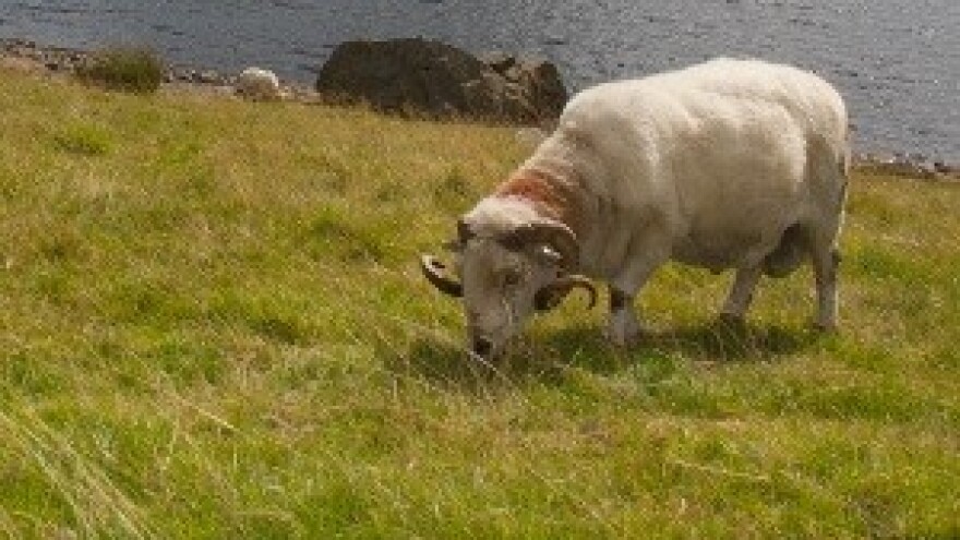 Impresivni rezultati irske poljoprivrede unatoč krizi