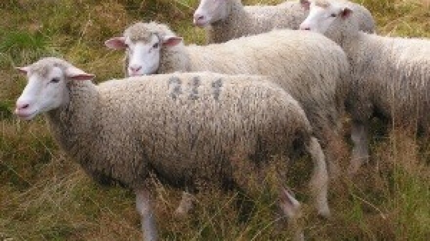 Štrajka glađu jer nije dobio zemlju za stado ovaca