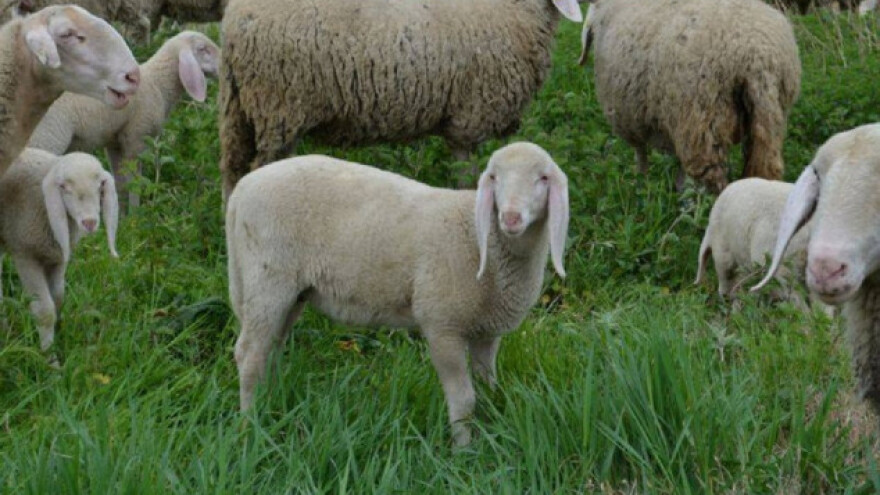 Mladić izabrao život u planini