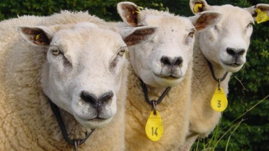 Prva izložba ovaca pasmine ličke pramenke u Perušiću