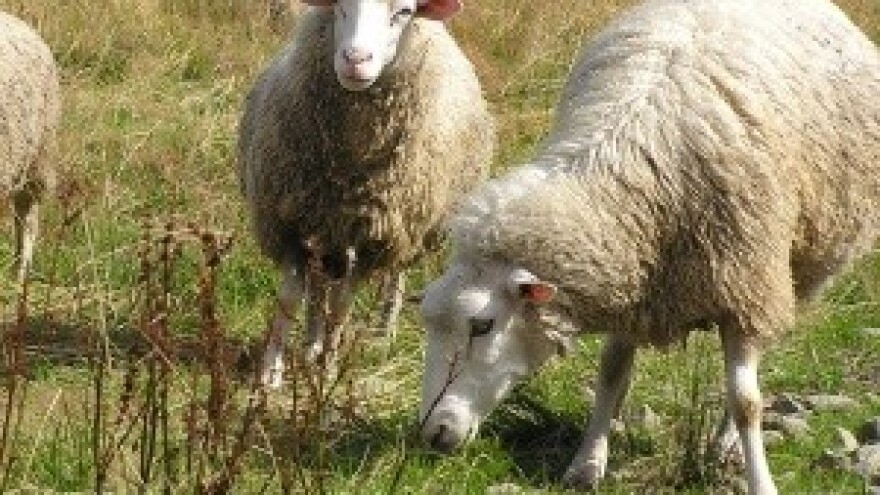 Muke ovčara: Na Cresu pronađene odsječene glave ovnova