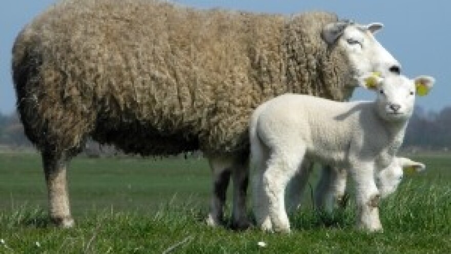 Hranidba ovaca u rano proljeće