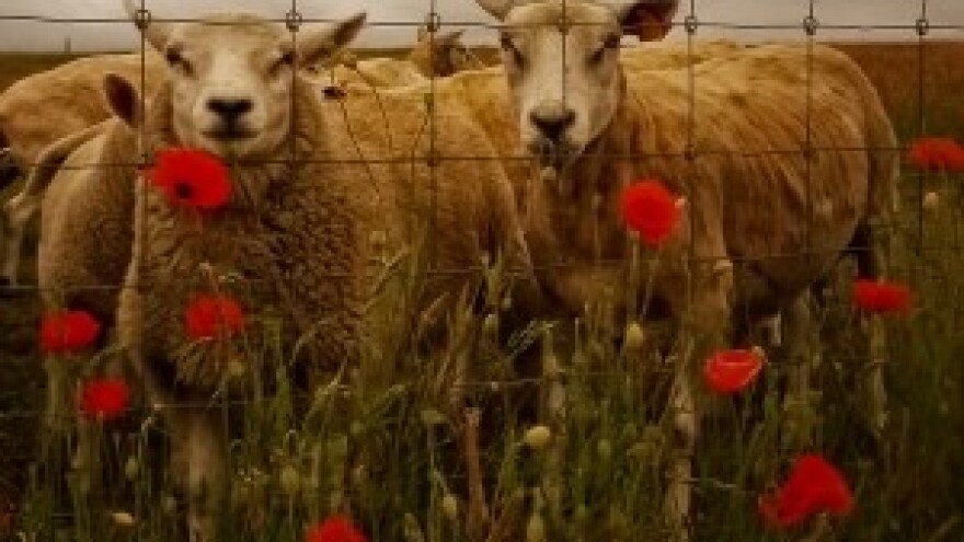 Dubravko Pernjak legalizirao dvije štale za tisuću eura