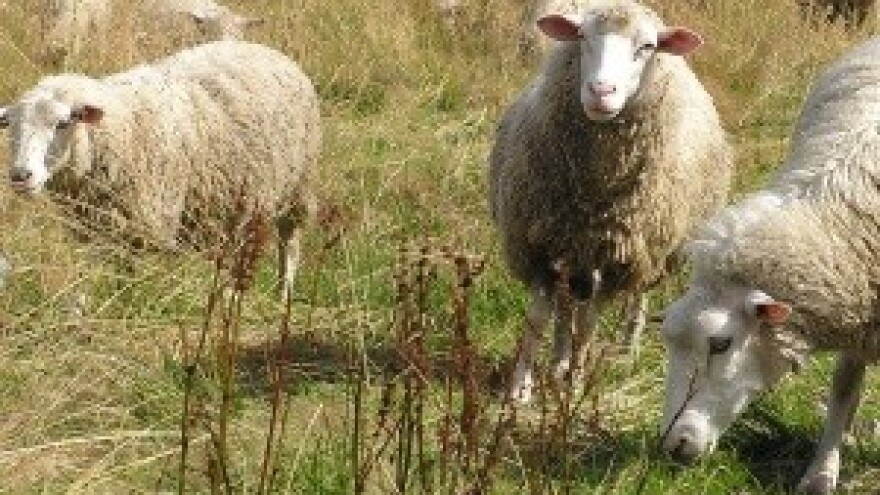 Traži pastira, bez uvjeta, plaća je 2500 kuna, a nitko ne želi!