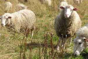 Ovčarstvo se ipak budi u Zagori