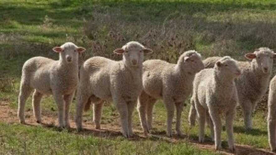 Stočarstvo izumire u Splitsko-dalmatinskoj županiji