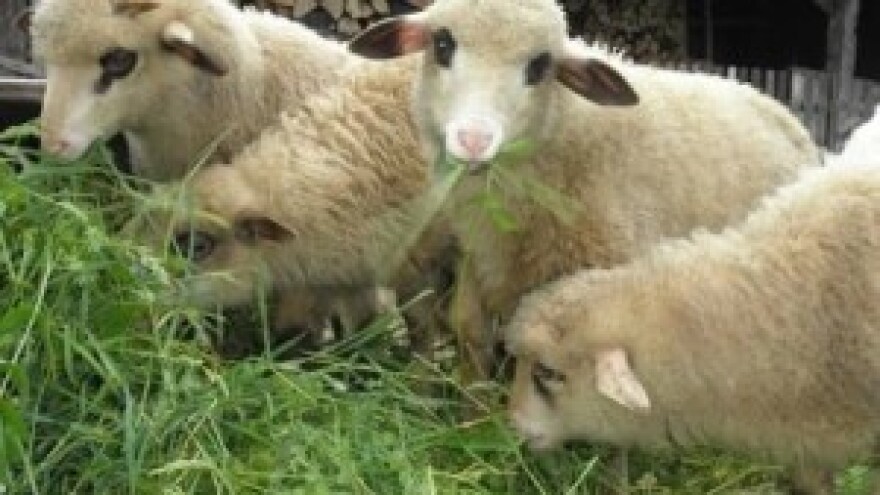 Ove godine će biti otkupljeno manje vune nego lani