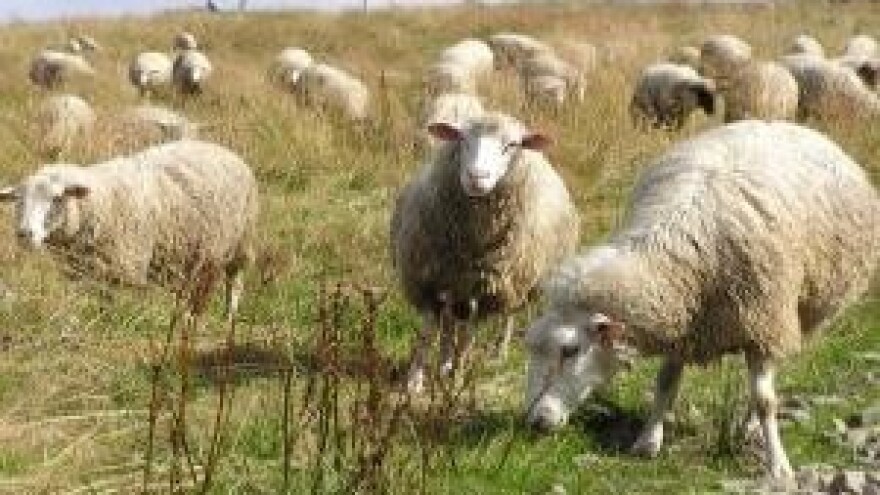 Mladi se sve više vraćaju ovčarstvu