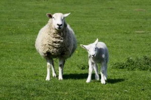 Kako i kada do sredstava za ruralni razvoj?