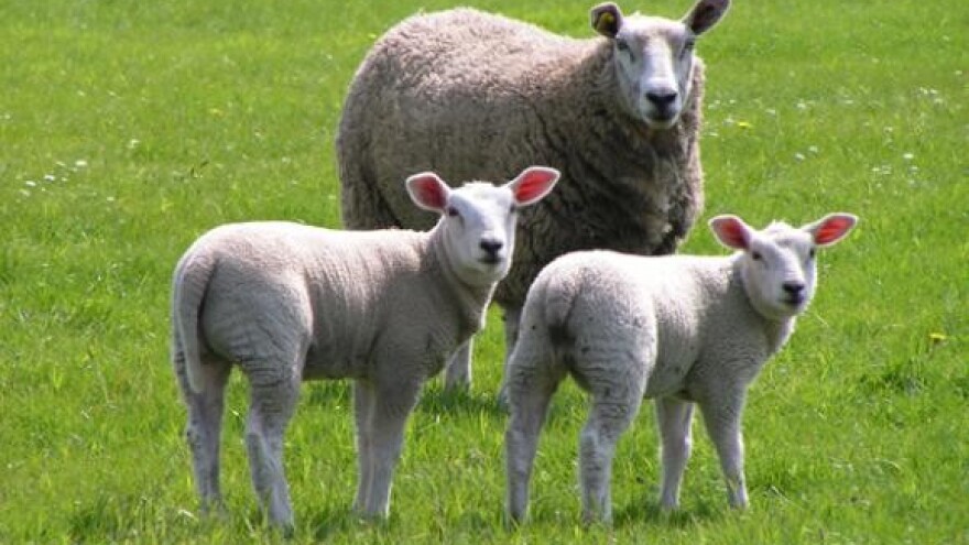 Kada se šišaju ovce