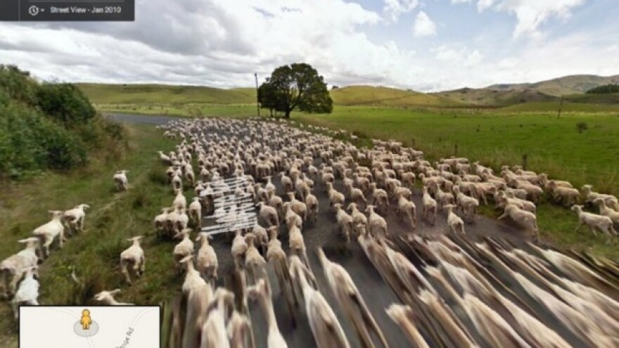 Pošalju ovce na pašu, pa ih prate preko Interneta