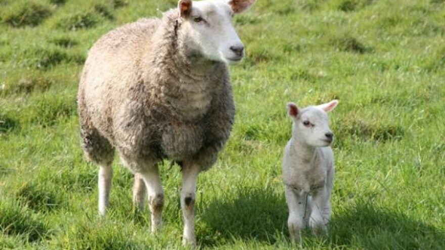 Likvidacija 404 ovce