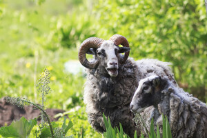 Ne za umjetno osjemenjivanje ovaca!