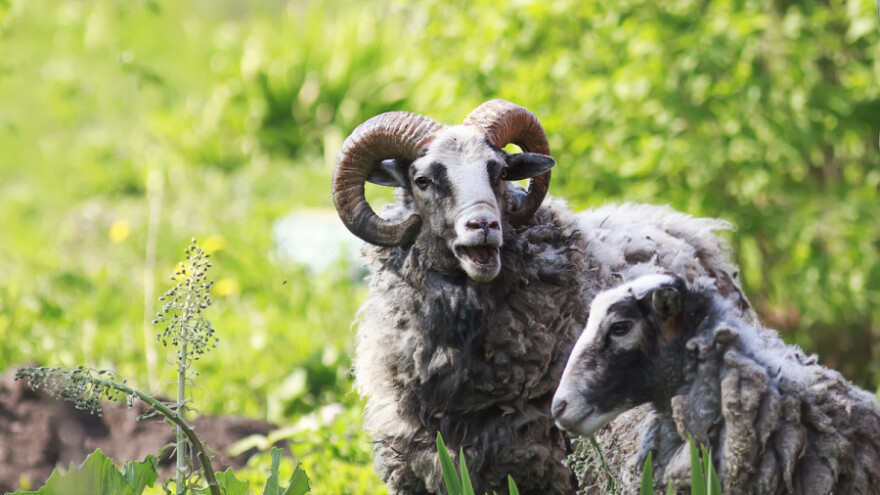 Ne za umjetno osjemenjivanje ovaca!