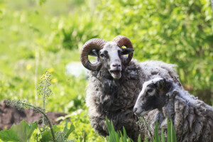 Ne za umjetno osjemenjivanje ovaca!
