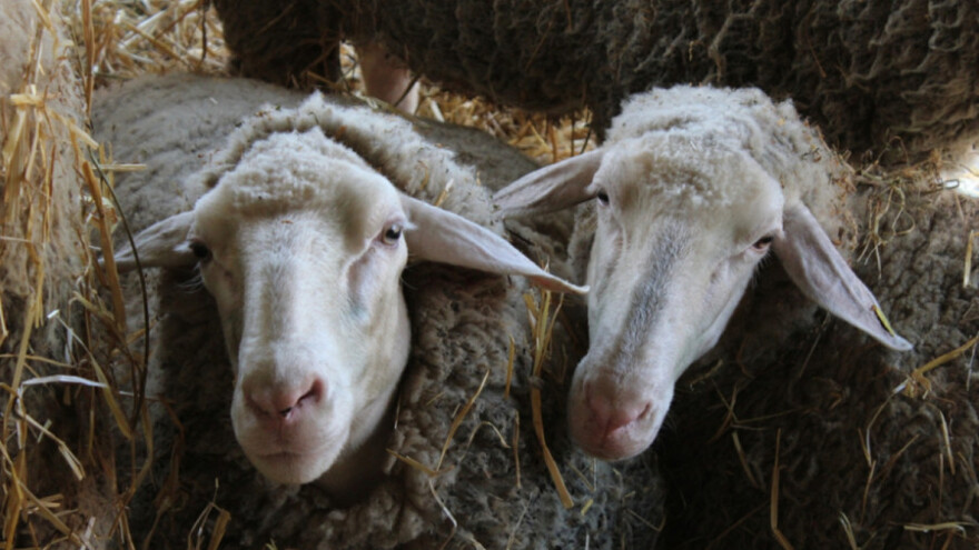 Metiljavost ovaca - parazitska bolest