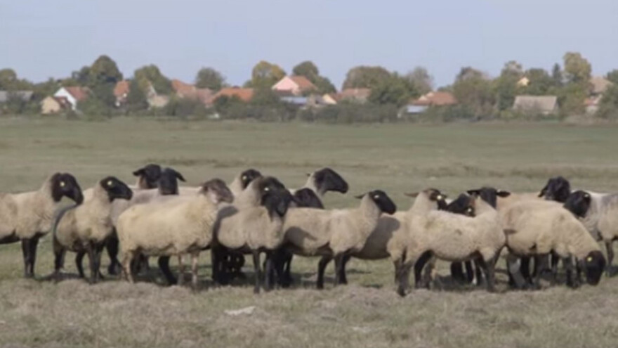 Novaković: Nemamo konkretne strategije