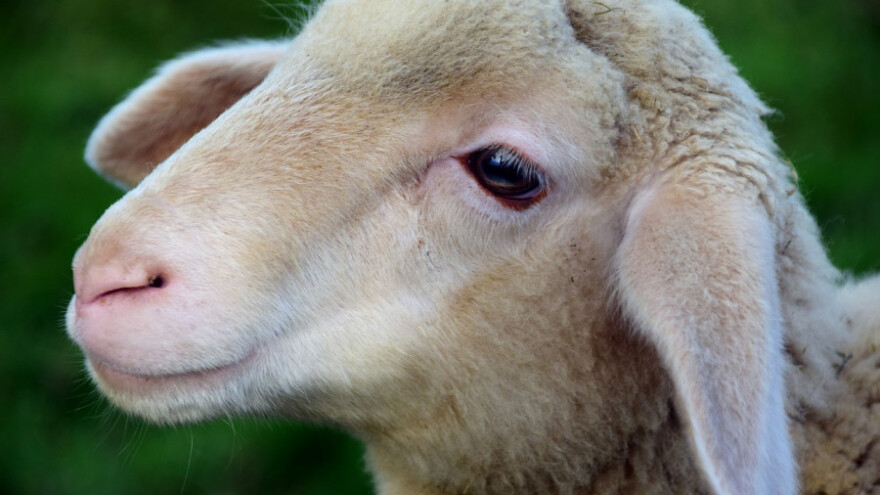 Psi lutalice rastrgali ovce i jagnjad kod Bihaća