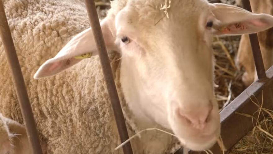 Obrazovanje važno za ovčarstvo