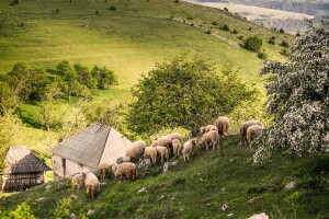 Ova naša planina je novo zaštićeno područje i specijalni rezervat prirode!