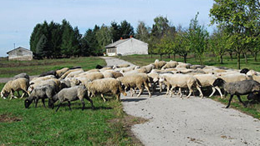 Slavonski ovčari na mukama zbog vune