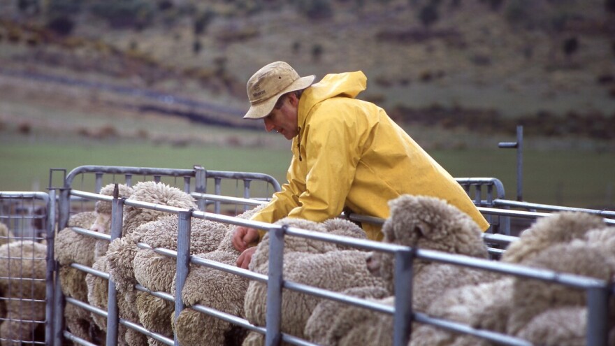 Ovčetina, govedina, šećer: Sporazum s Australijom mogao bi ugroziti proizvodnju u Europi?
