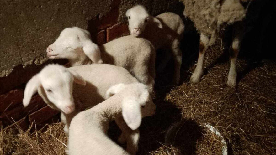 Poslije otrovanog ovna, sreća joj se osmjehnula - ovca ojagnjila četvorke