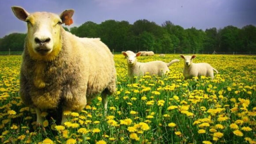 Striže ovce objema rukama