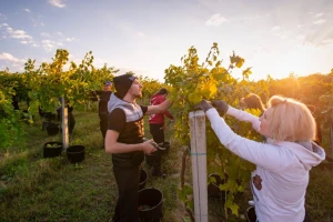 Započela berba u feričanačkim vinogradima - očekuju 1.100 tona grožđa