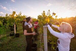 Započela berba u feričanačkim vinogradima - očekuju 1.100 tona grožđa