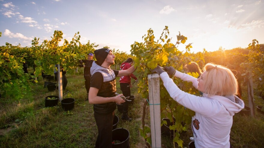 Započela berba u feričanačkim vinogradima - očekuju 1.100 tona grožđa