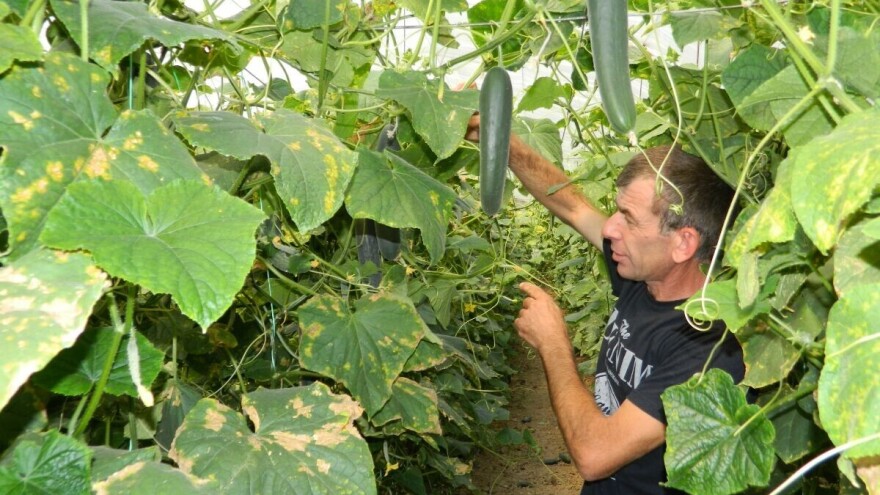 Za nadolazeće štetočine na povrću najbolja je preventiva