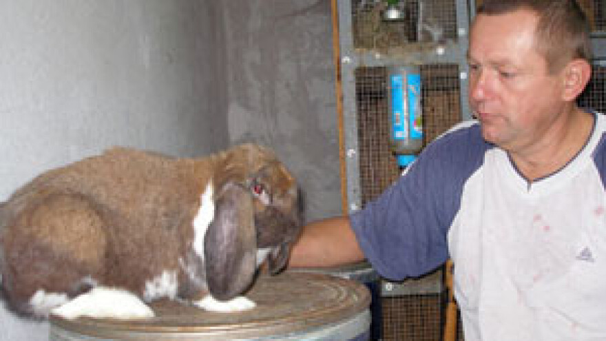 Kunići za meso sve zanimljiviji