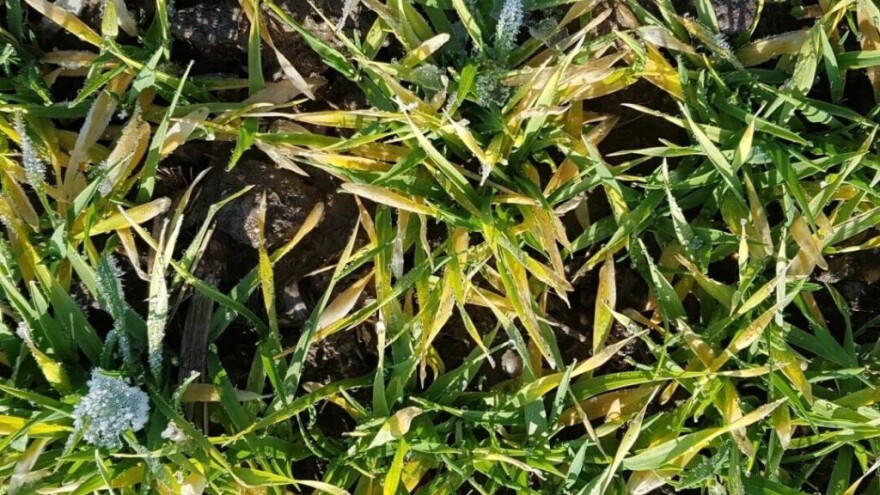 Uloga stanja tla i vremenskih prilika na stabilan prinos usjeva ozimih žitarica