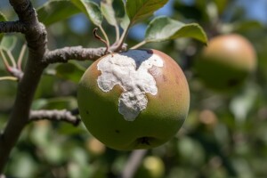 Ožegotine od sunca na plodovima