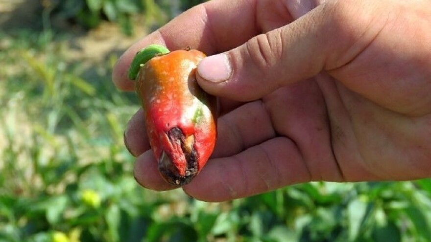 Zbog suše će i pozitivna nula biti uspjeh