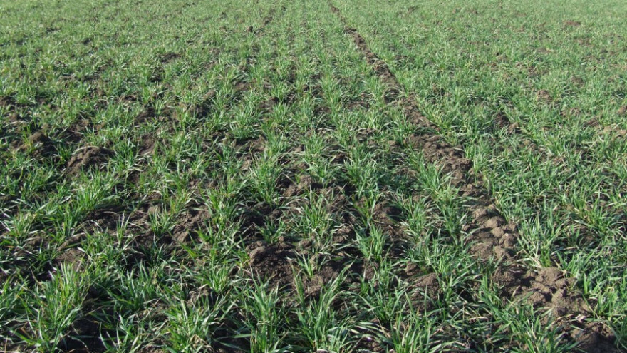 Pšenica se izbokorila kao u aprilu