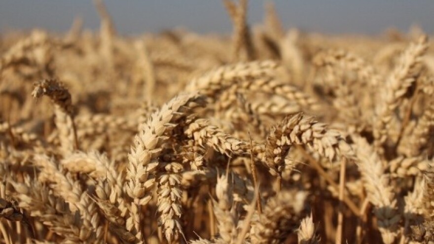 Rezultati uroda i kvalitete pšenice u 2015