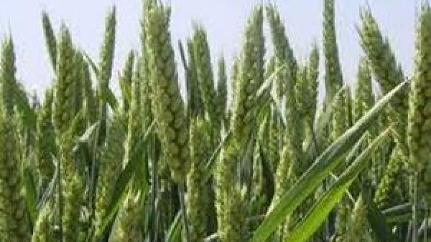 Zaštitite ozime žitarice od korova