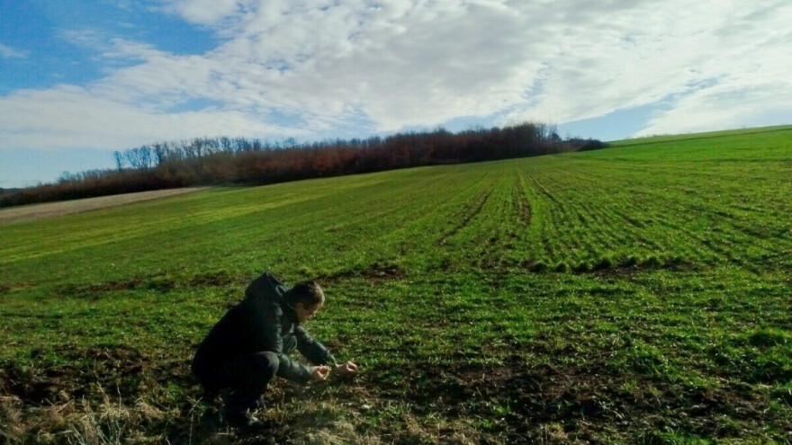 Ozima žita u dobroj kondiciji - da li je vreme za prvu prihranu?