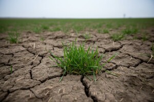 Ozima žita u uvjetima suhe i tople zime