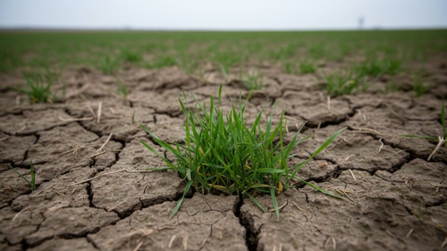 Ozima žita u uvjetima suhe i tople zime