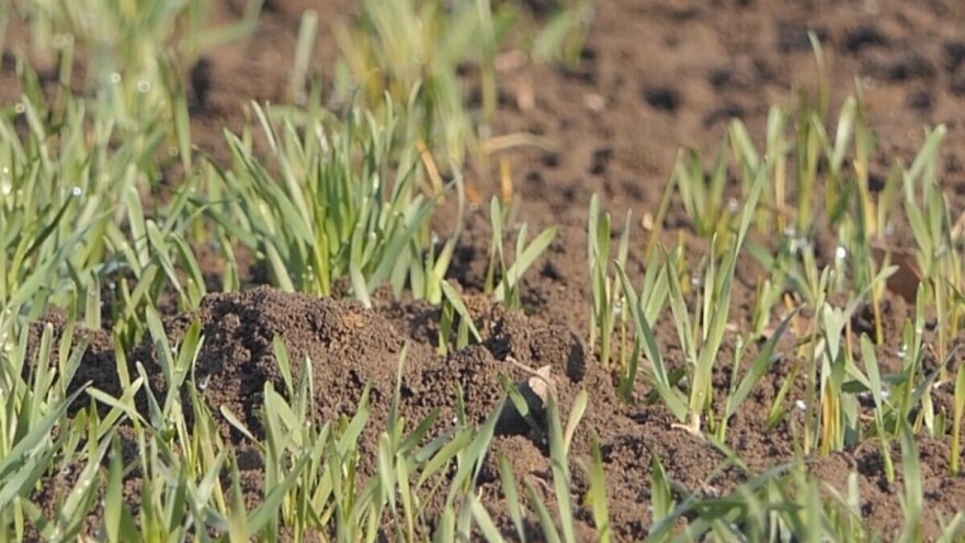 Primena integralnih mera u zaštiti bilja