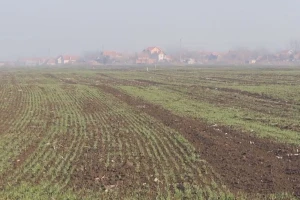 Ozime strne kulture u Kolubarskom okrugu dobro podnose zimu