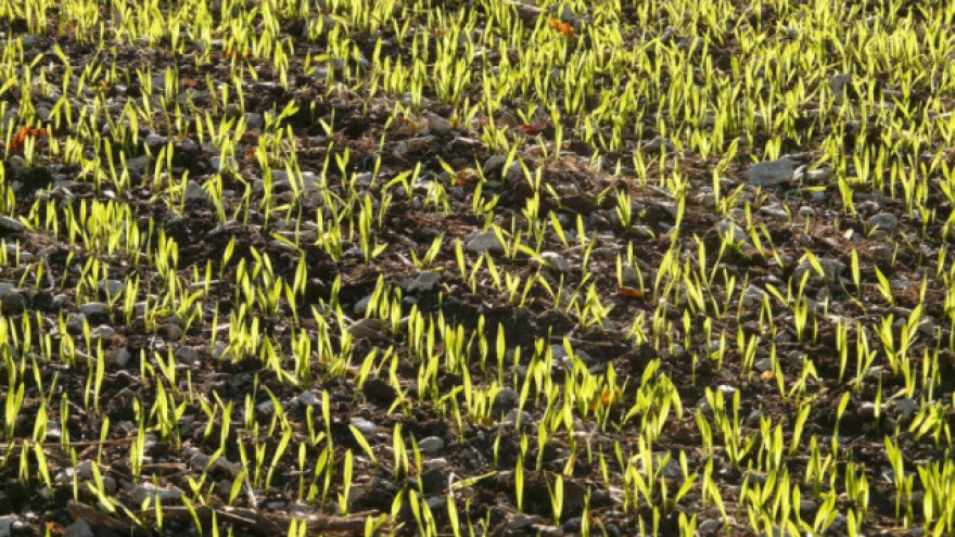 Zaštita ozimih žitarica od korova