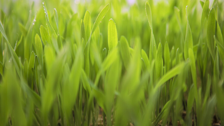 Potreba pšenice za mineralnim hranivima